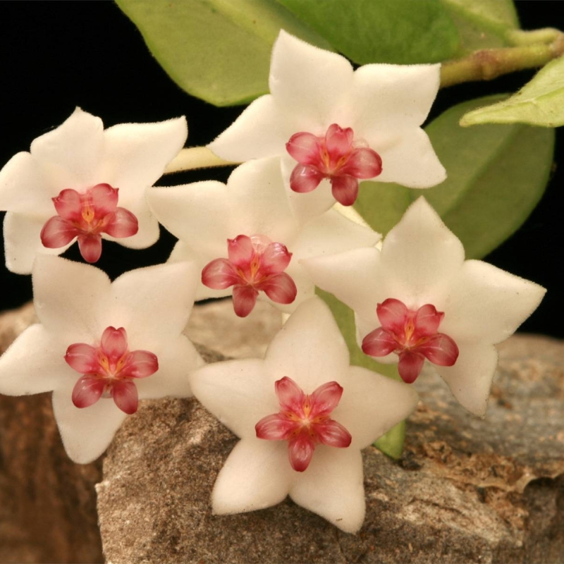 Waxflower Hoya bella